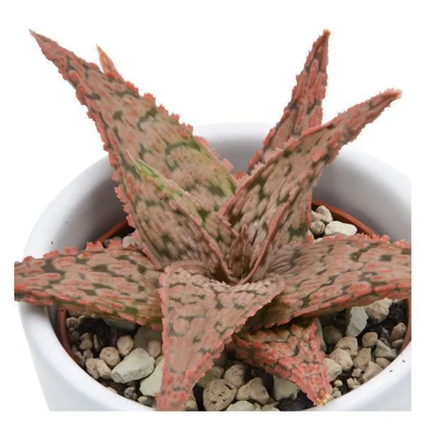 pasiora-aloe-pink-blush-hybrid-sukkulente-6-cm-topf image 1