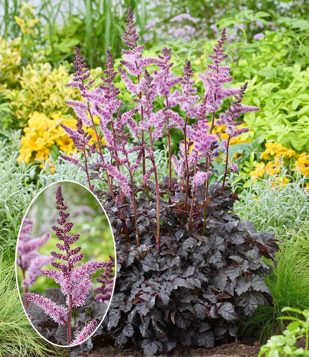 baldur-garten-astilbe-dark-side-of-the-moon-rhizom-gr-e-i image 3
