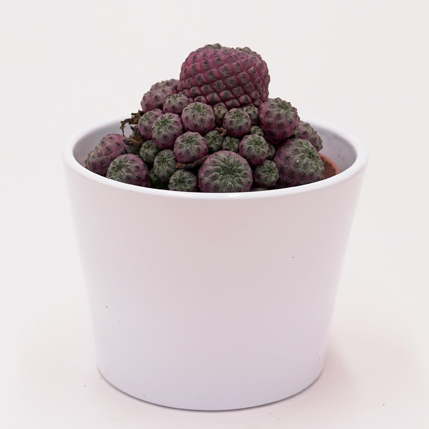 pasiora-sulcorebutia-rauschii-violet-kaktus-10-5cm-topf image 4