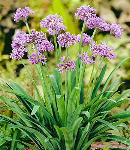 baldur-garten-knobi-kraut-tulbaghia-violacea-2-pflanzen-im-9cm-topf image 2