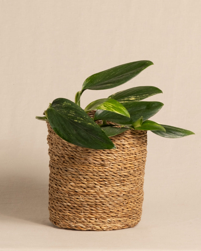 feey-monstera-standleyana-fensterblatt-topf-16 image 7