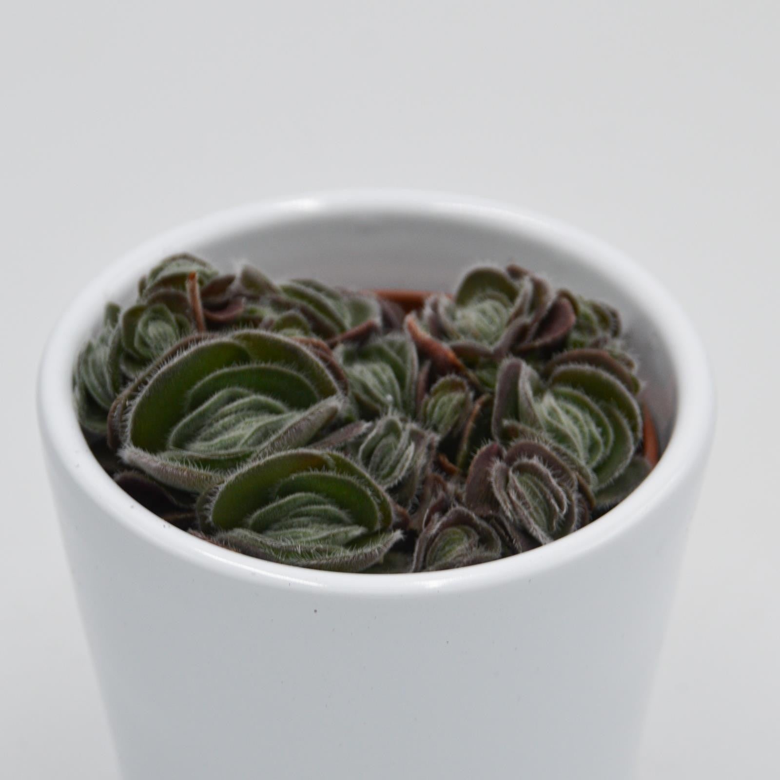 pasiora-crassula-tomentosa-var-glabrifolia-sukkulente-6cm-topf image 1