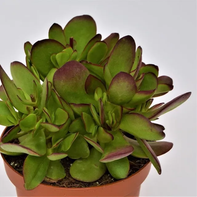 pasiora-crassula-nudicaulis-var-platyphylla-burgundy-13cm image 1