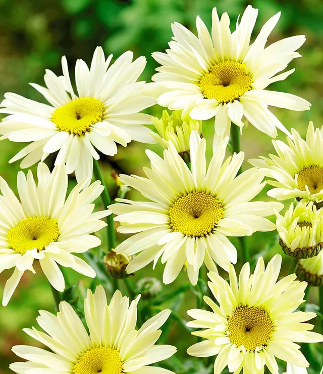 baldur-garten-garten-margerite-banana-cream-3-pflanzen-im-9x9-cm-topf image 1