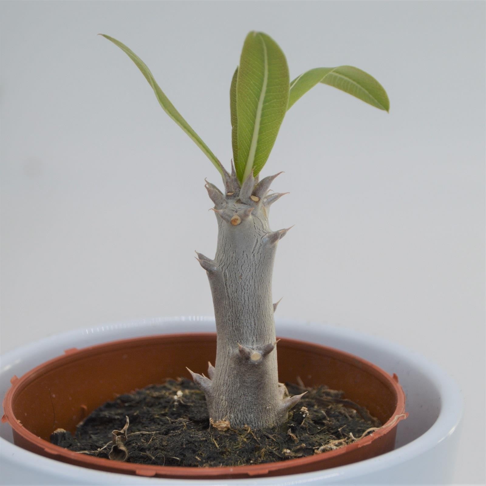 pasiora-pachypodium-densiflorum-sukkulente-8-5cm image 1