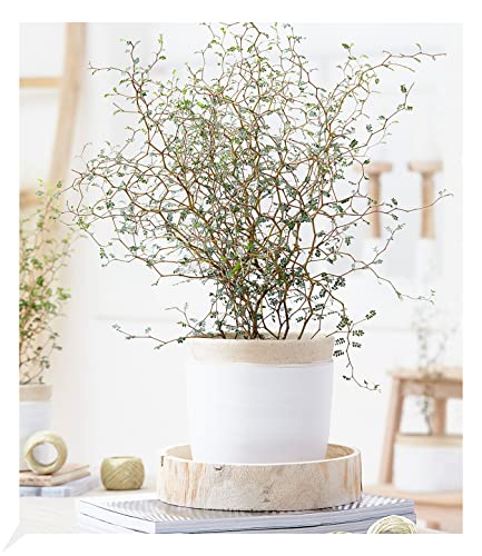 baldur-garten-maori-sophora-little-baby-11-cm-topf-zimmerpflanze image 4