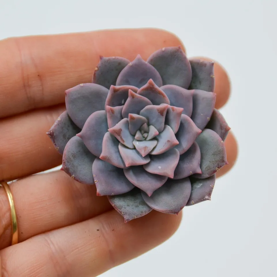 pasiora-graptoveria-milky-way-steckling-sukkulenten-cutting image 1