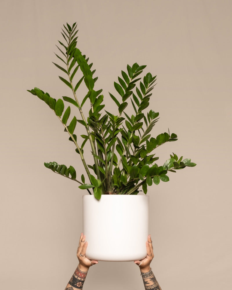 feey-gl-cksfeder-xl-zamioculcas-zamiifolia-gro image 1