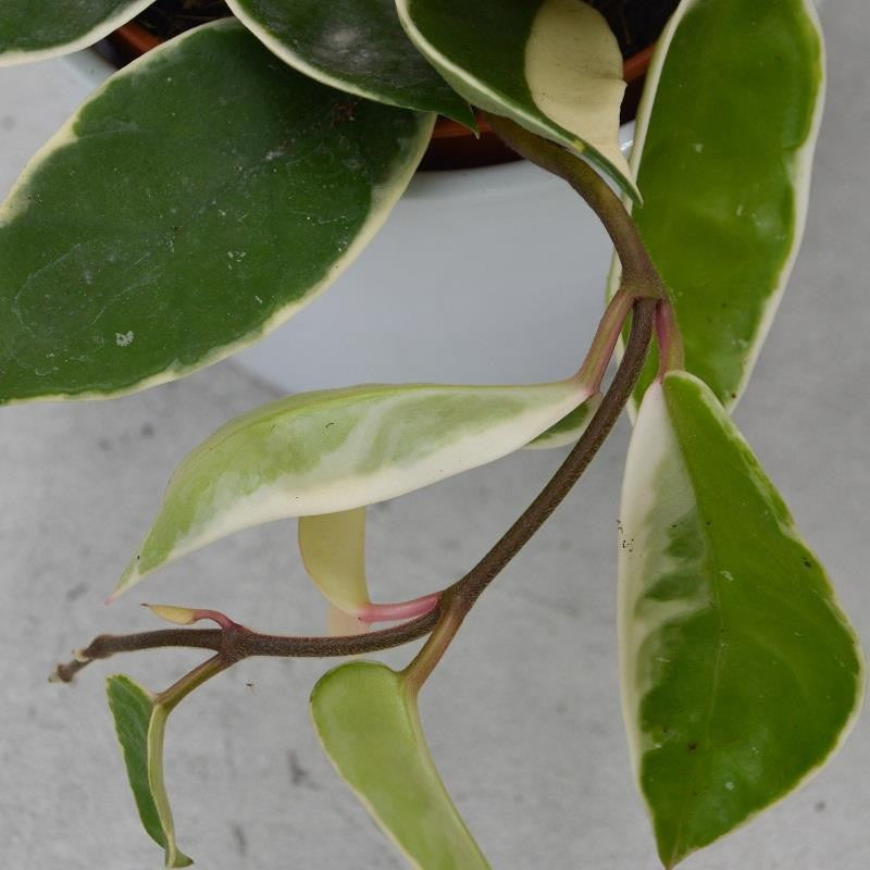 pasiora-hoya-carnosa-krimson-queen-porzellanblume-12cm image 1