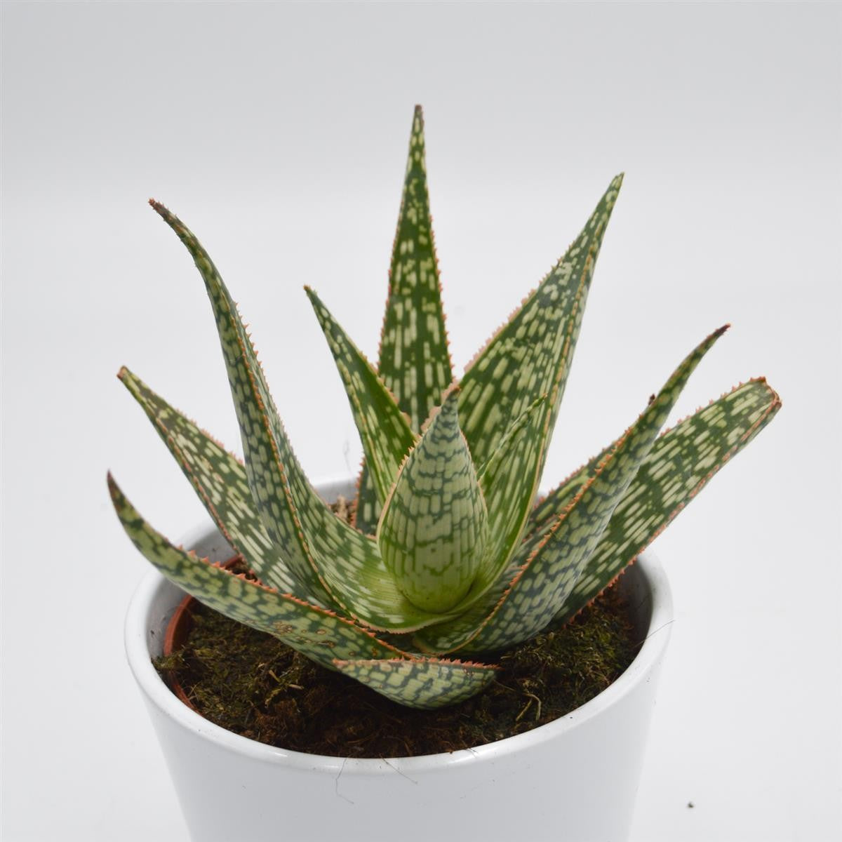 pasiora-aloe-carola-10-5cm-sukkulente image 1