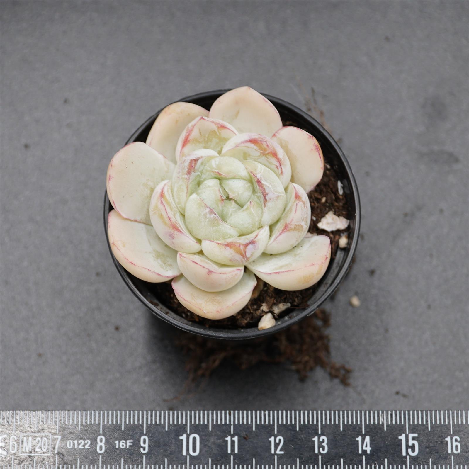 pasiora-echeveria-fat-tiger-rarit-t-einzelst-ck image 2