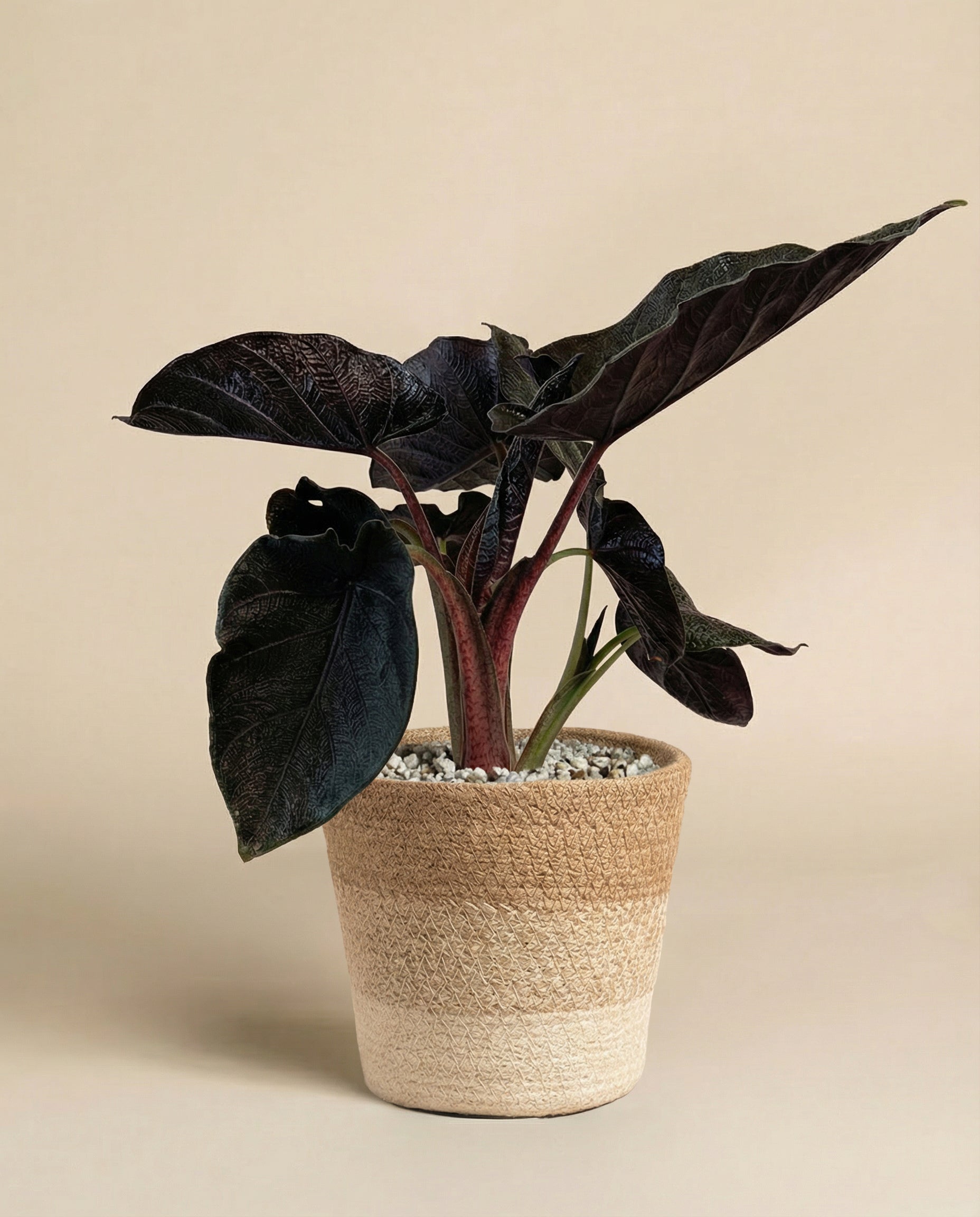 feey-alocasia-antoro-velvet-zimmerpflanze image 6