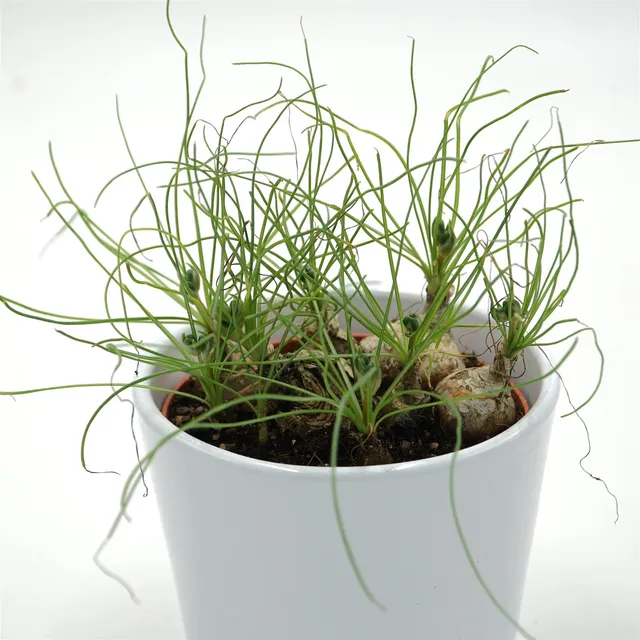 pasiora-albuca-humilis-spec-cradock-hil-sukkulente-10-5cm image 1