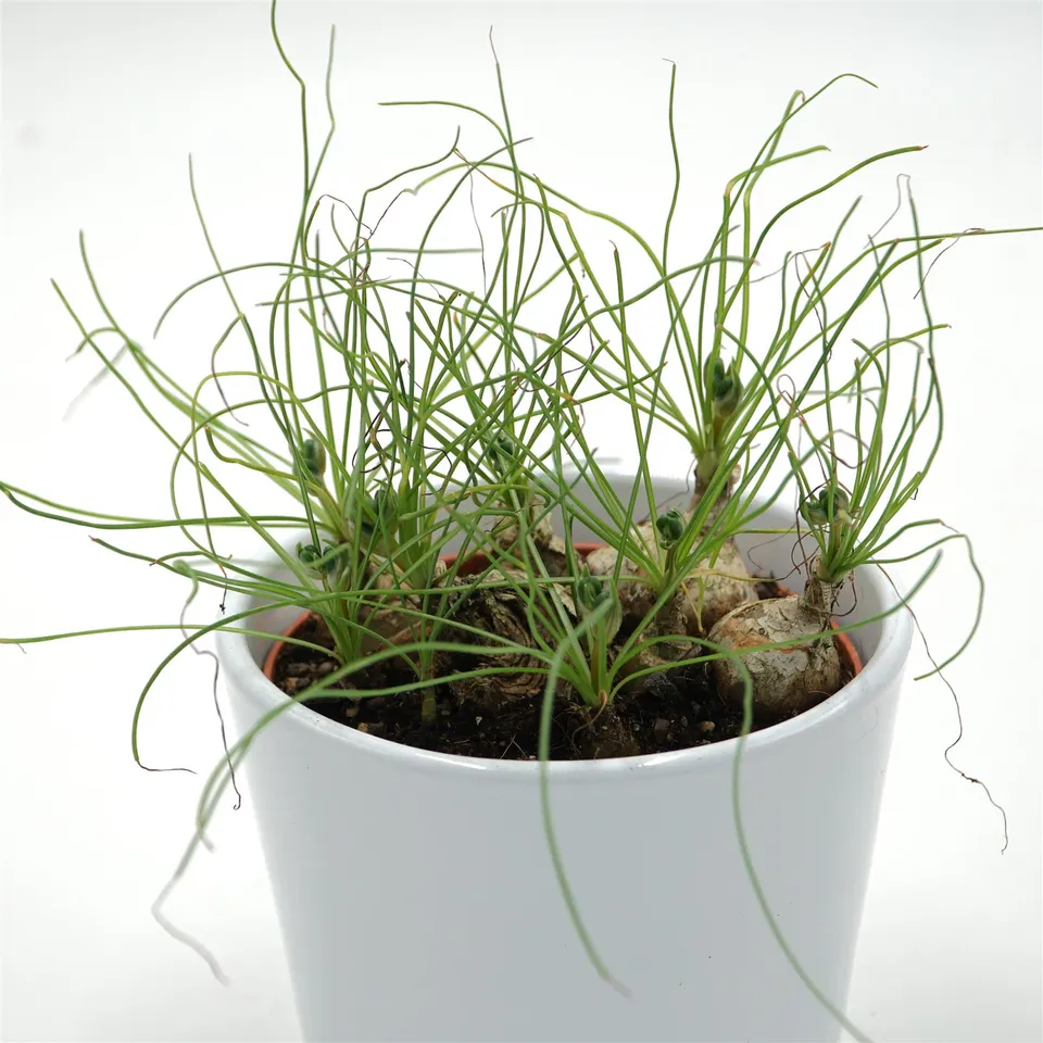 pasiora-albuca-humilis-spec-cradock-hil-sukkulente-10-5cm image 1