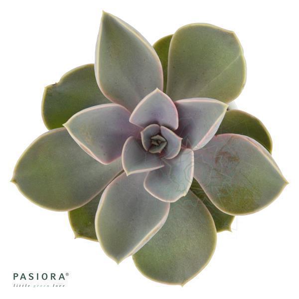 pasiora-enchant-echeveria-sukkulenten-set-3-st-ck-6cm image 8