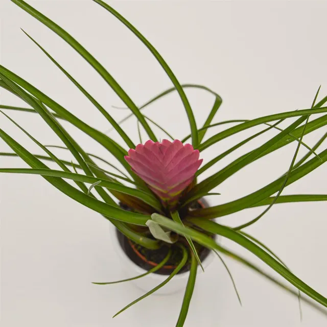 pasiora-tillandsia-cyanea-tillandsie-6-cm image 1