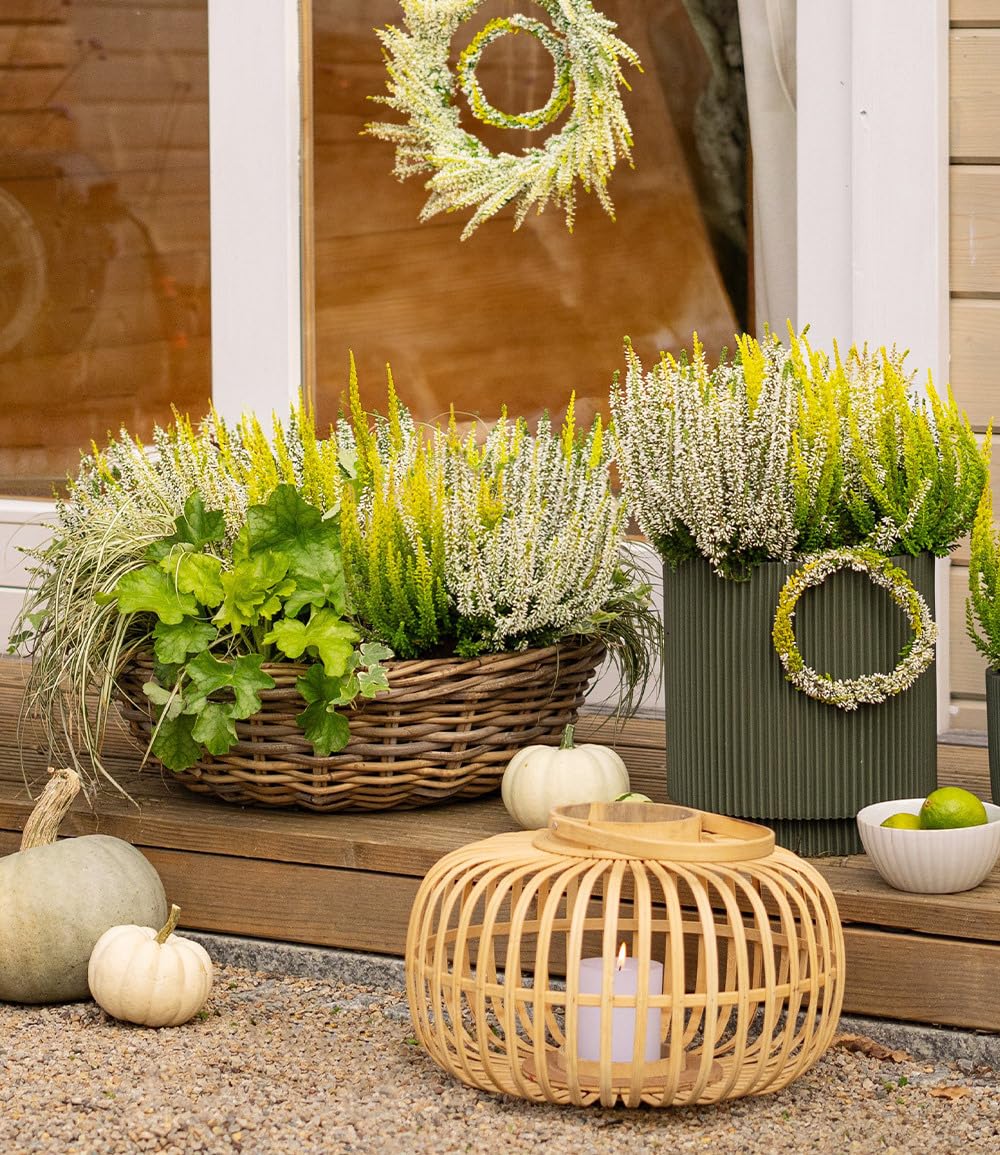 baldur-garten-2x-calluna-knospenheide-trio-lemon-cheesecake-im-11-cm-topf image 2