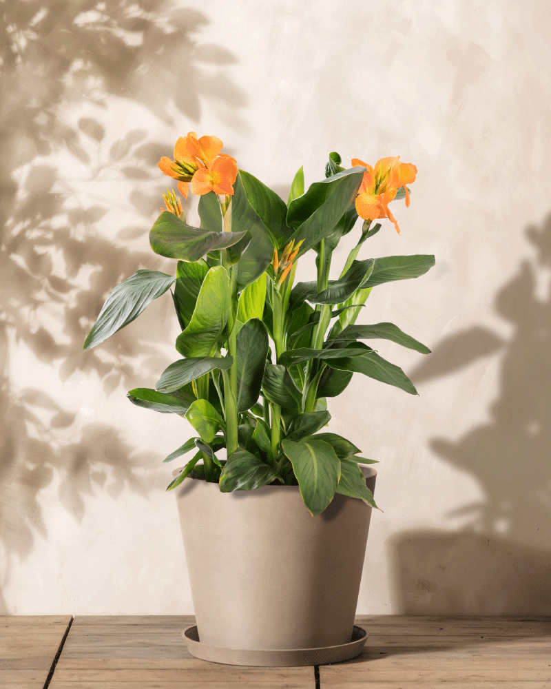 feey-canna-rosa-knollenpflanze-bis-1-m image 4