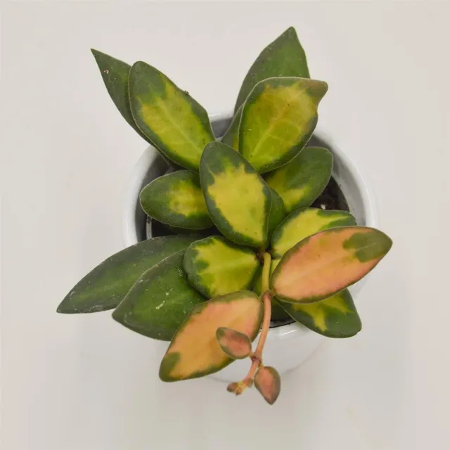 pasiora-hoya-burtoniae-f-variegata-porzellanblume-6cm-topf image 1