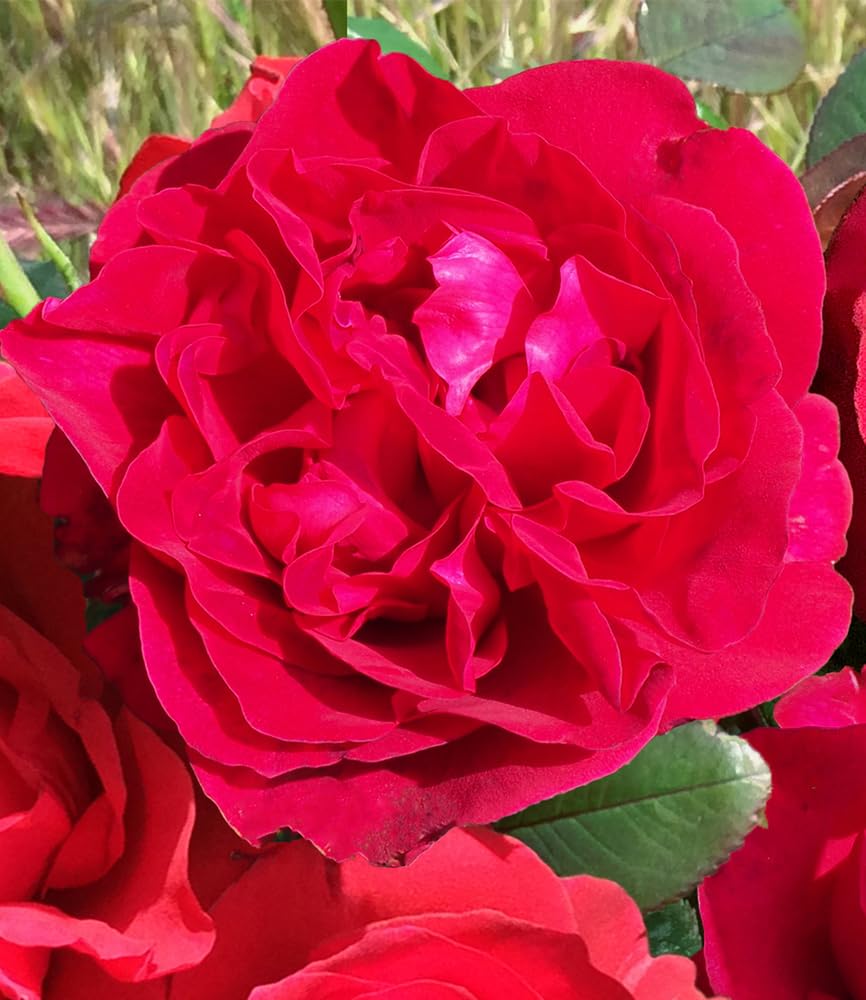 baldur-garten-parfum-rose-rose-clos-vougeot-1-pflanze-wurzelnackt image 2