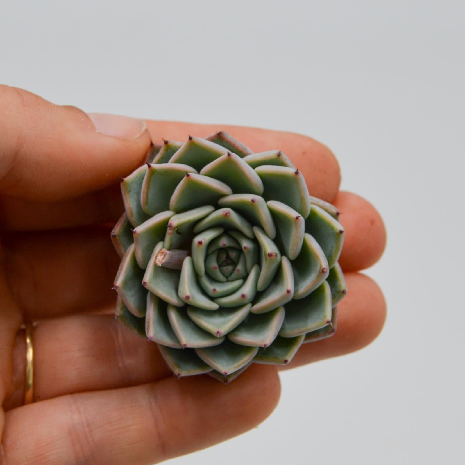pasiora-echeveria-sarahime-steckling-cutting-indoor image 1