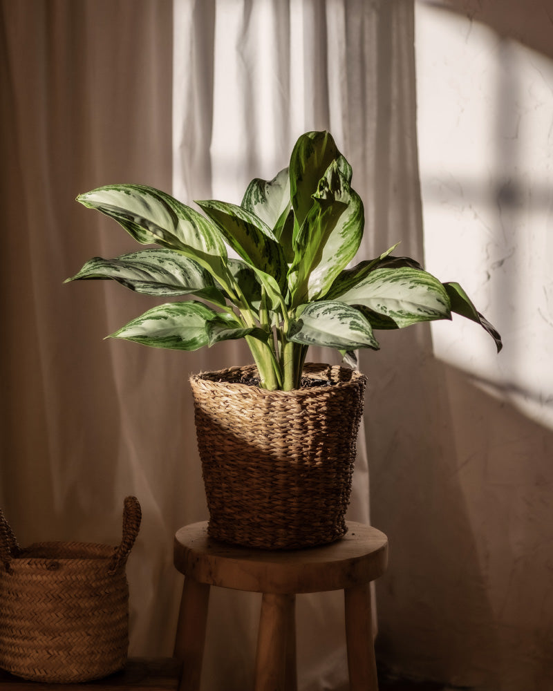 feey-aglaonema-silver-bay-zimmerpflanze image 4