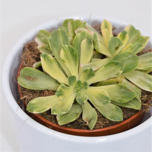 pasiora-aeonium-domesticum-f-variegata-8-5cm image 1