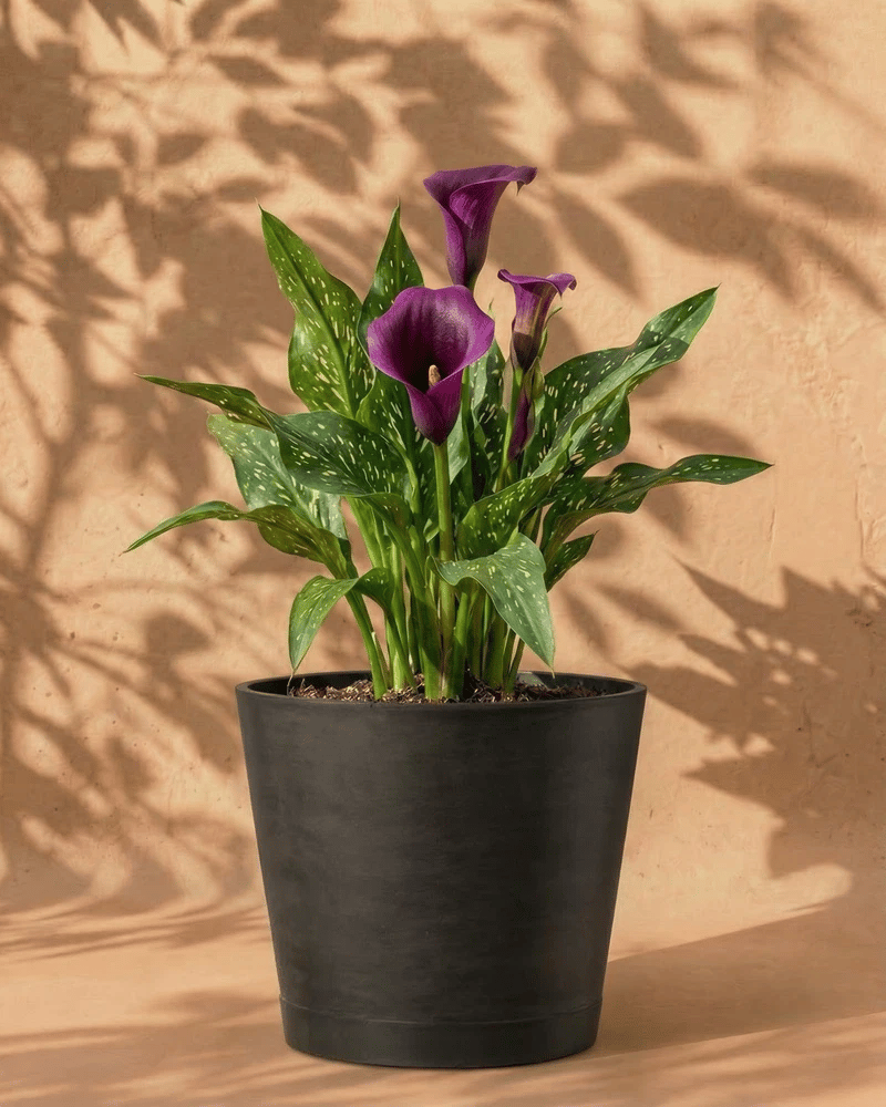 feey-calla-violett-zantedeschia-rhizome-au-enpflanze-bis-1-m image 6
