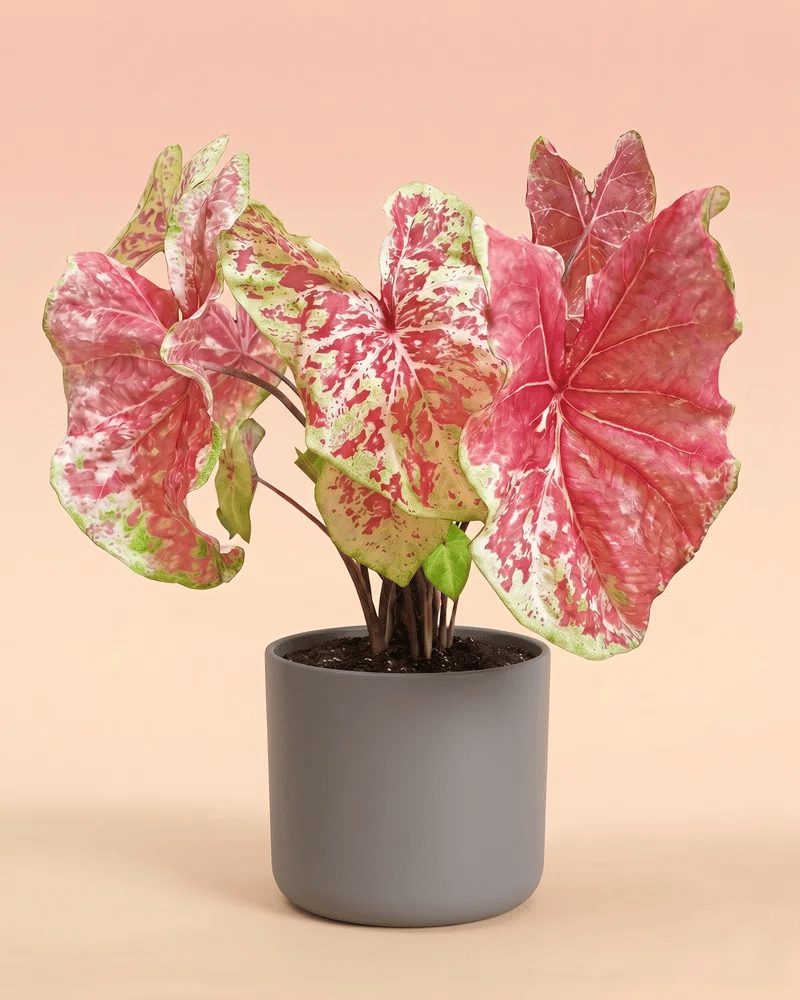 feey-caladium-raspberry-moon-gro-e-zimmerpflanze image 8
