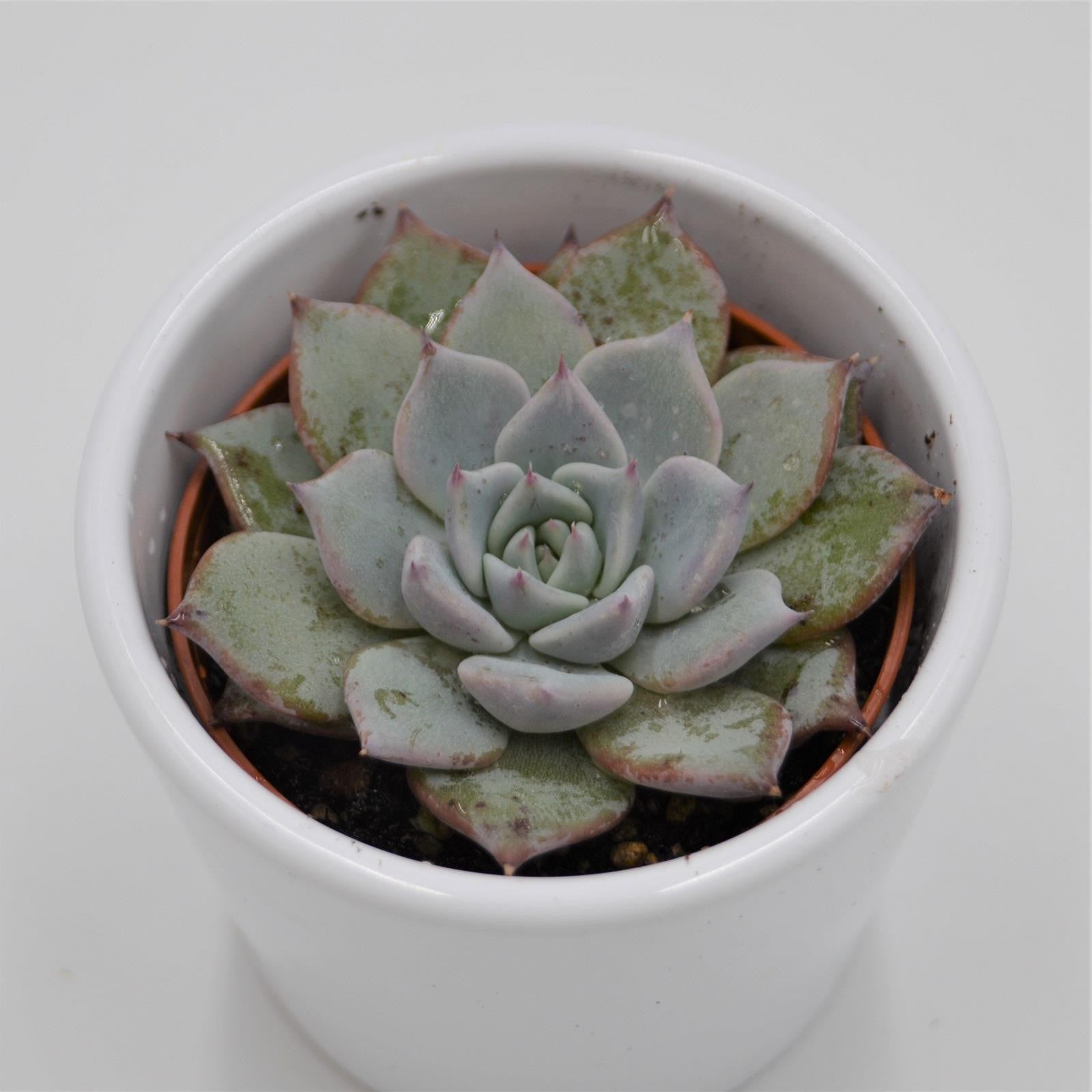 pasiora-echeveria-colorata-sukkulente-6-cm-topf image 2