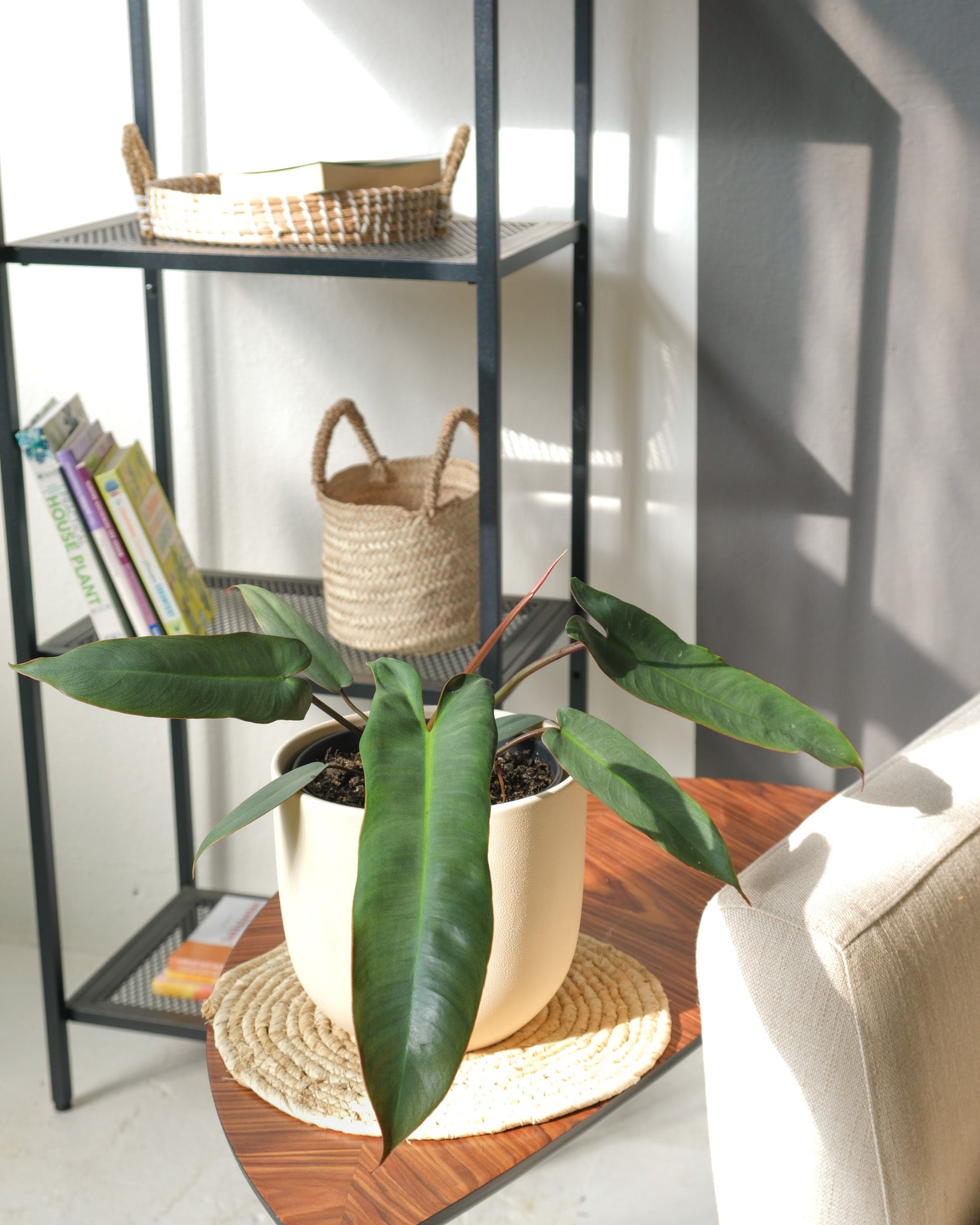 feey-philodendron-atabapoense-rarit-t-halbschattig image 4
