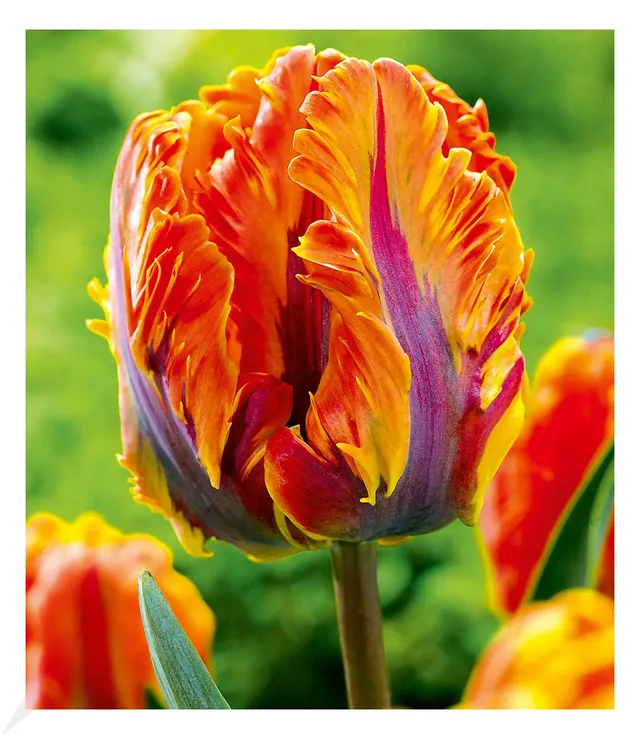 baldur-garten-papageien-tulpe-irene-parrot-8er-set-zwiebeln-12-cm image 1
