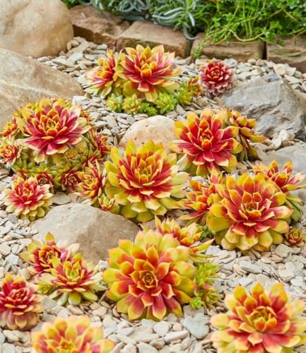 baldur-garten-2x-sempervivum-gold-nugget-hauswurz-im-9x9-cm-topf image 5