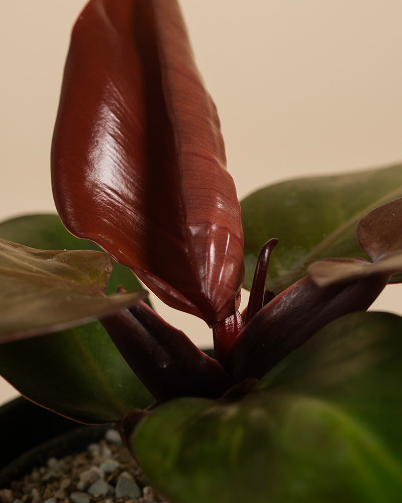 feey-philodendron-red-sun-zimmerpflanze-mit-rotem-austrieb image 2