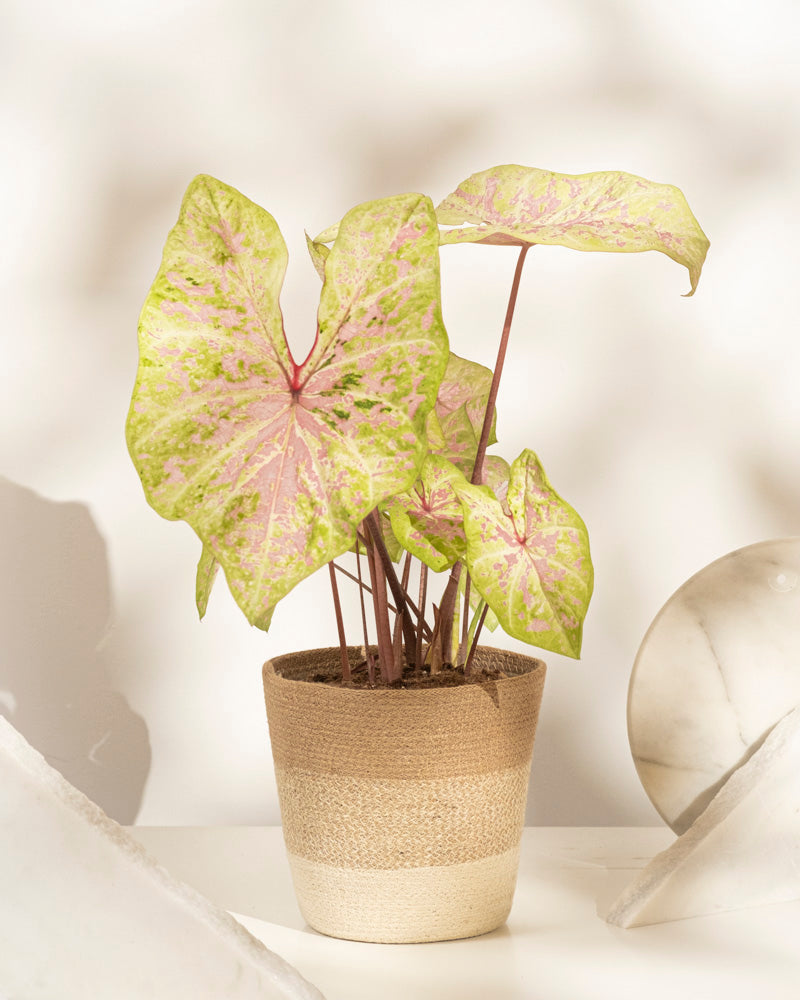 feey-caladium-seafoam-pink-zimmerpflanze-rosa-gr-n-mittel image 6