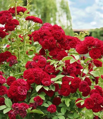 baldur-garten-rambler-rose-chevy-chase-wurzelballiert image 4