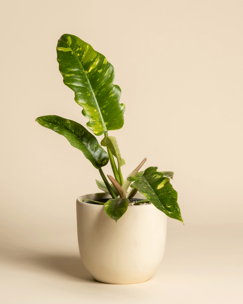 feey-philodendron-ring-of-fire-zimmerpflanze image 6