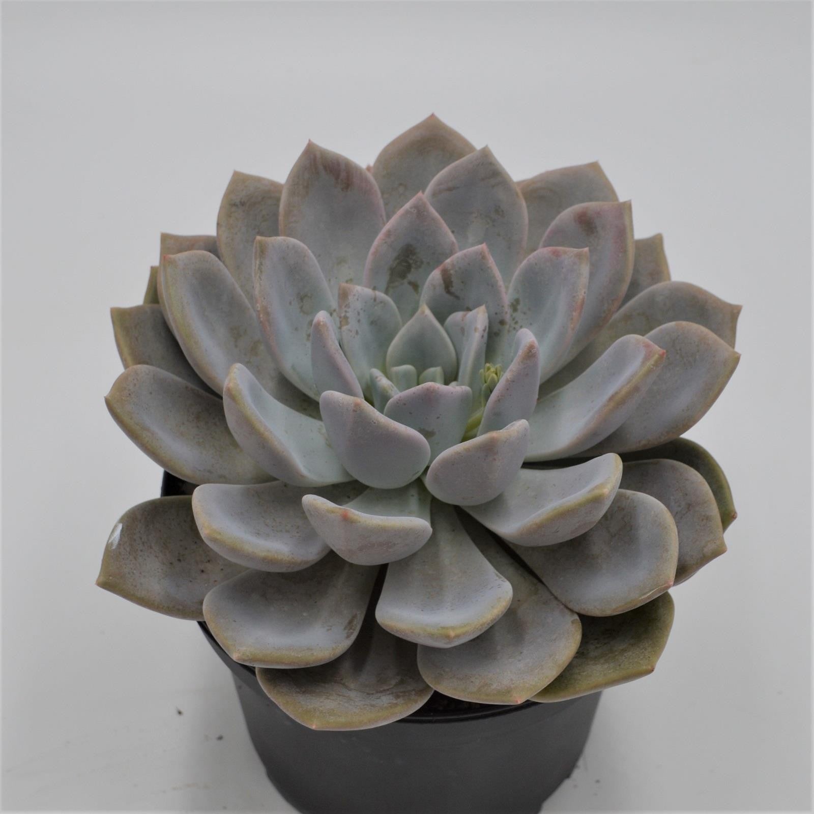 pasiora-x-graptoveria-opalina-sukkulente-im-15cm-topf image 1