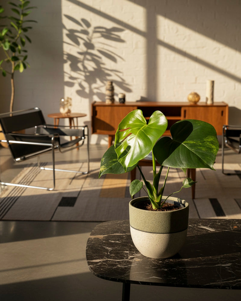 feey-monstera-aurea-variegata-gelb-panaschierte-rarit-t image 4