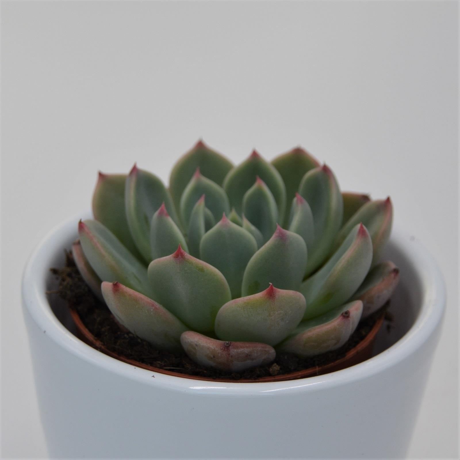 pasiora-echeveria-blue-minima-sukkulente-5-5cm image 1