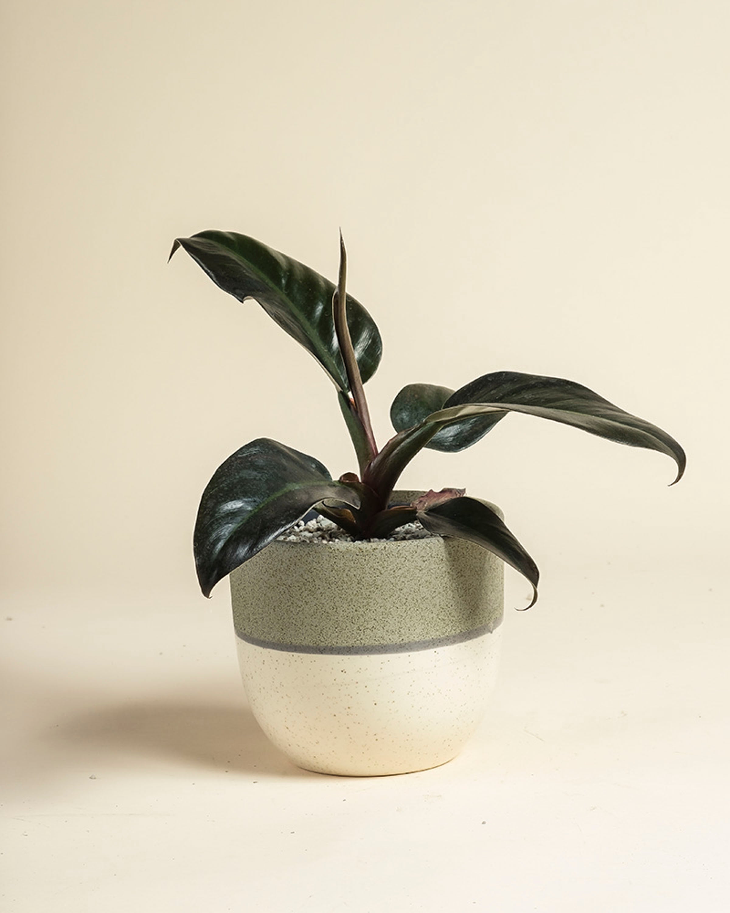 feey-philodendron-imperial-red-zimmerpflanze-dunkelgr-n-rot image 6