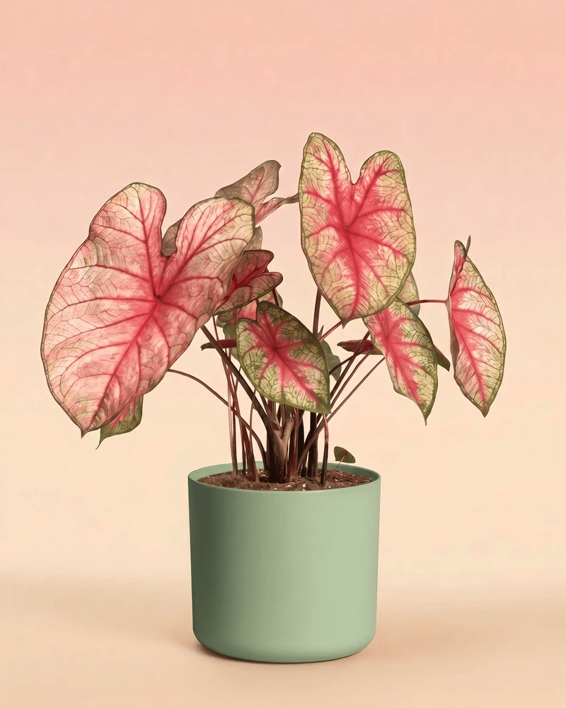 feey-caladium-party-punch-buntwurz-pink image 8
