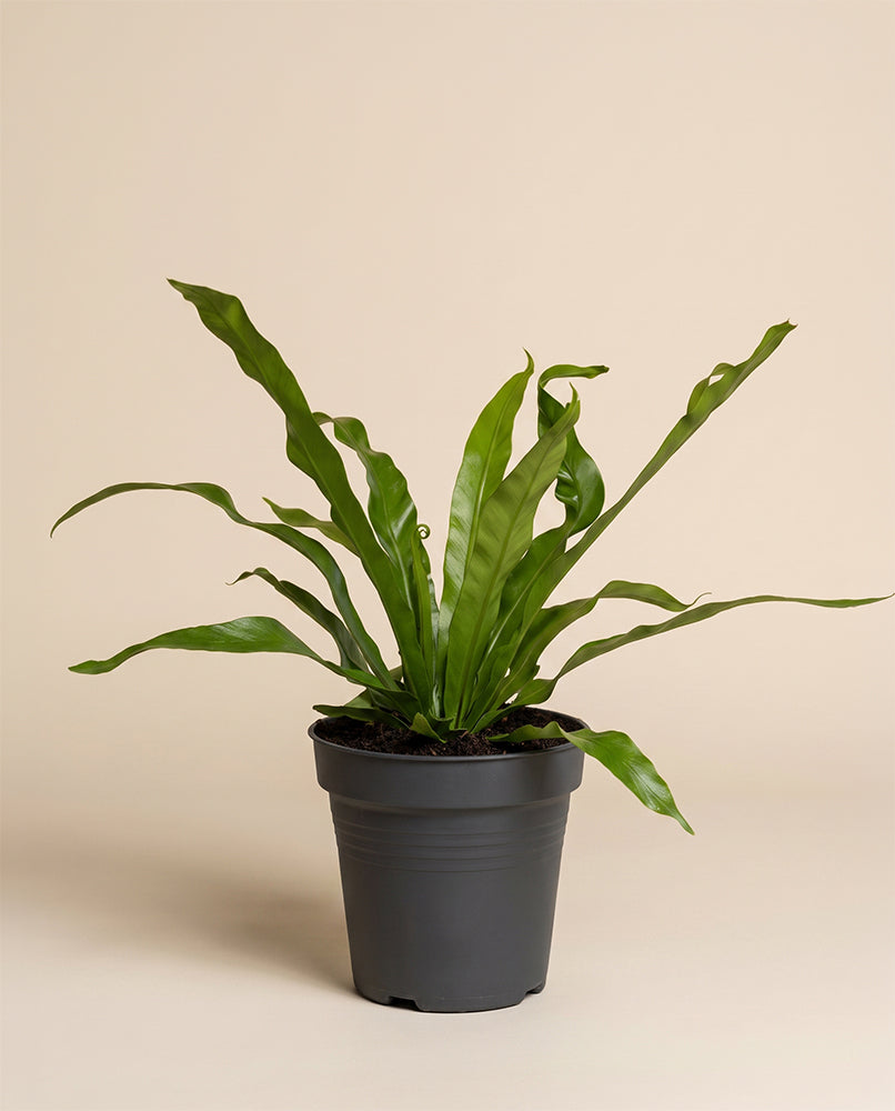 feey-kleiner-nestfarn-asplenium-nidus-zimmerpflanze image 3