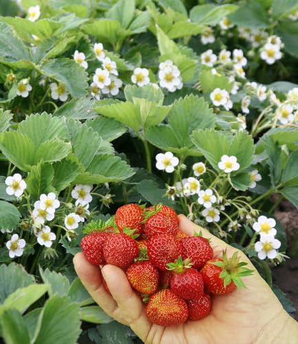 baldur-garten-bodendecker-erdbeere-erdbeerwiese-4x-im-7x7-cm-topf image 2