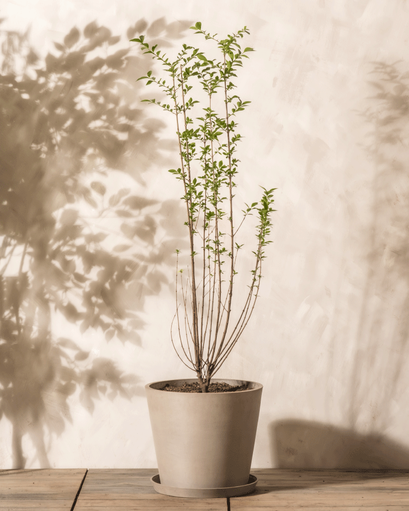 feey-liguster-ligustrum-vulgare-atrovirens-au-enpflanze image 5