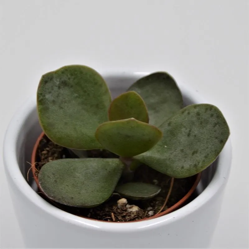 pasiora-adromischus-rupicola-mini-sukkulente-5-5cm-topf image 1
