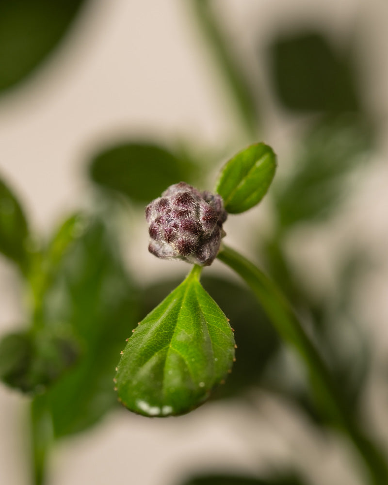 feey-blaue-s-ckelblume-ceanothus-victoria-immergr-n image 7