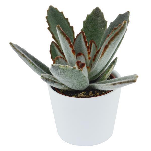 pasiora-kalanchoe-tomentosa-katzenohr-sukkulente-6cm image 1
