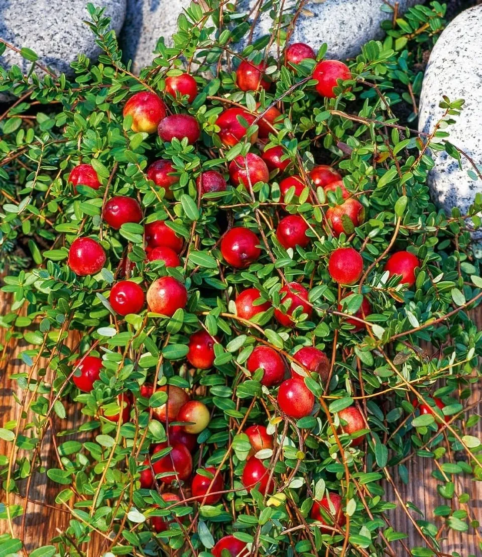 baldur-garten-cranberry-beere-moosbeere-3x-im-9x9-cm-topf image 1