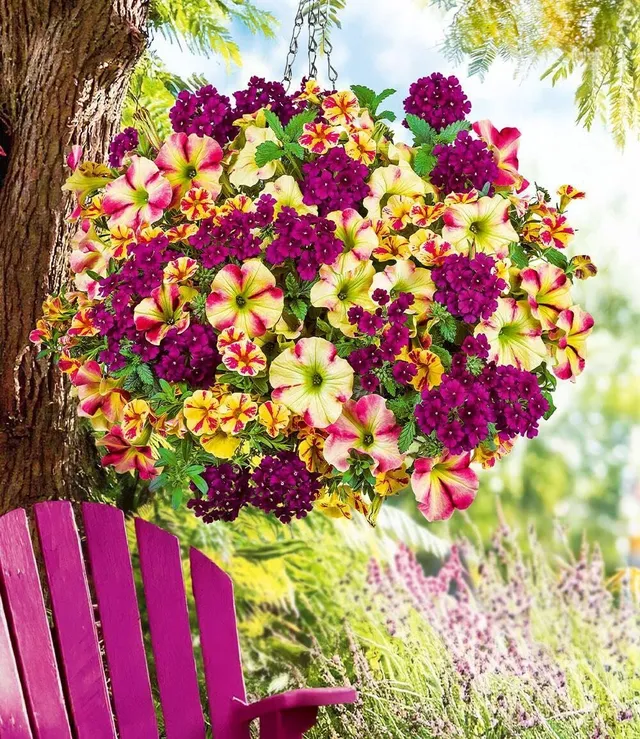 baldur-garten-6er-sommerblumen-mix-raspberry-lemon-im-10-5-cm-topf image 1